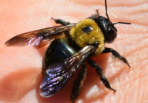 CARPENTER BEES CONTROL