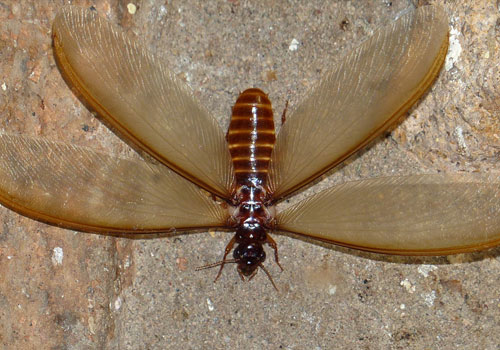 TERMITE CONTROL